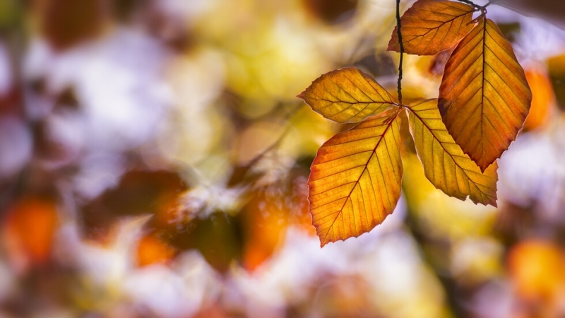 Траекторията на циклоните които атакуват Европа от запад през есента