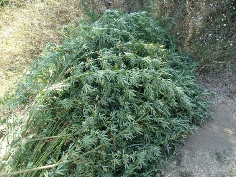 Полицията във Видинско е разбила наркоплантация съобщиха от пресцентъра на