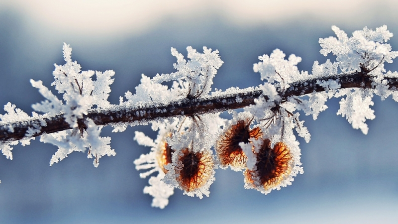 Днес валежите от сняг в североизточните райони ще започнат да