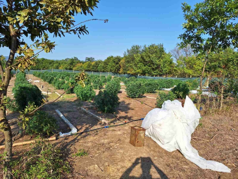 Нива с канабисови насаждения е открита при ударна акция край