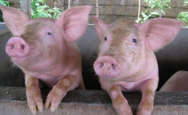 В плевенското село Брест ще бъдат евтаназирани 200 прасета след