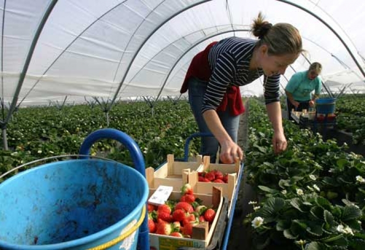 Отглеждащите плодове и зеленчуци във Великобритания ще могат да наемат