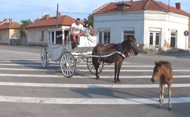 Бяла карета с впрегнат кон натоварена с децата от приюта