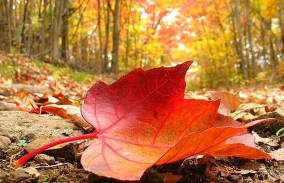 Сутринта минималните температури ще бъдат между 0° и 5° съобщиха