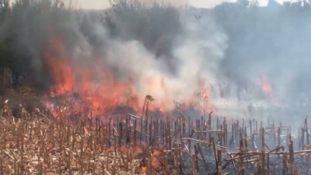Полицията разследва палеж в царевична нива в Монтанско съобщиха от