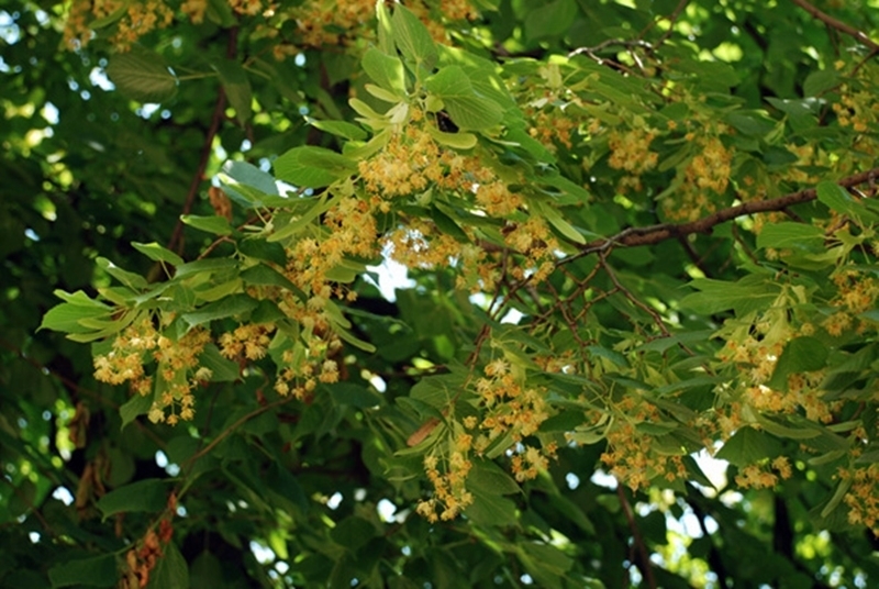 На 14 юни горски надзирател съобщил в полицията за извършена