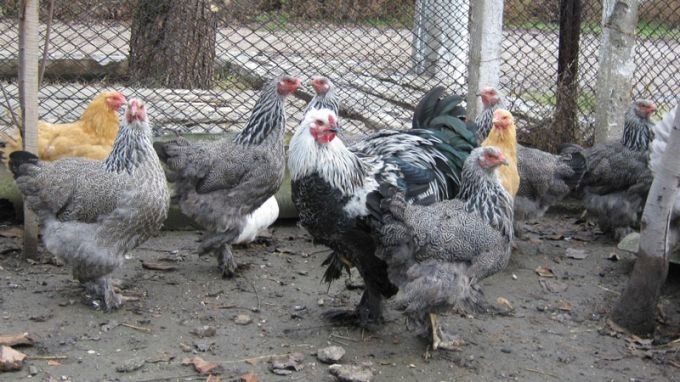 Второ огнище на заболяването Нюкясълска болест по птиците в животновъден обект