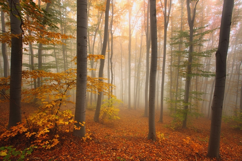 През втората половина на деня ще преобладава облачно време На