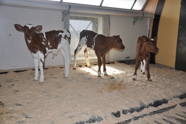 Крадци са задигнали домашни животни от селскостопански двор във Врачанско