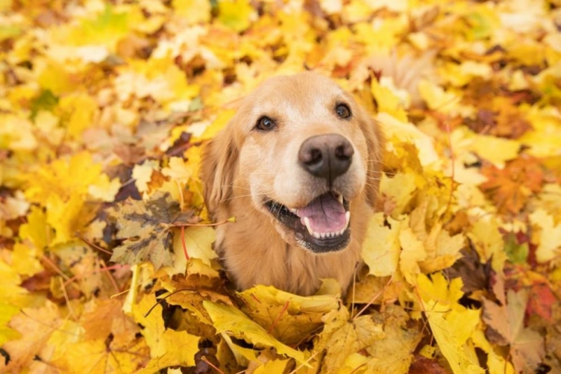 Времето ще бъде предимно слънчево с разкъсана средна и висока