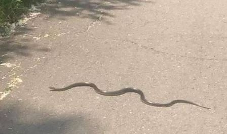Специалистите предупреждават за бум на змии в столичните паркове. По