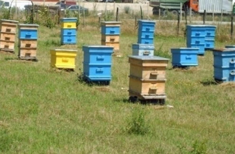 Полицията разследва кражба на пчелни кошери в Монтанско съобщиха от