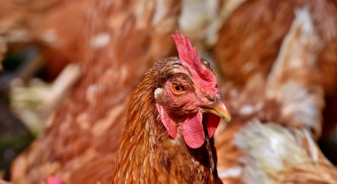 Огнище на птичи грип е потвърдено във ферма в окръг
