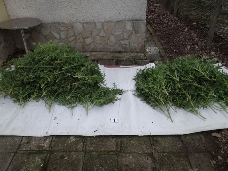 Полицията вчера е разкрила домашна наркооранжерия на втория етаж на къща