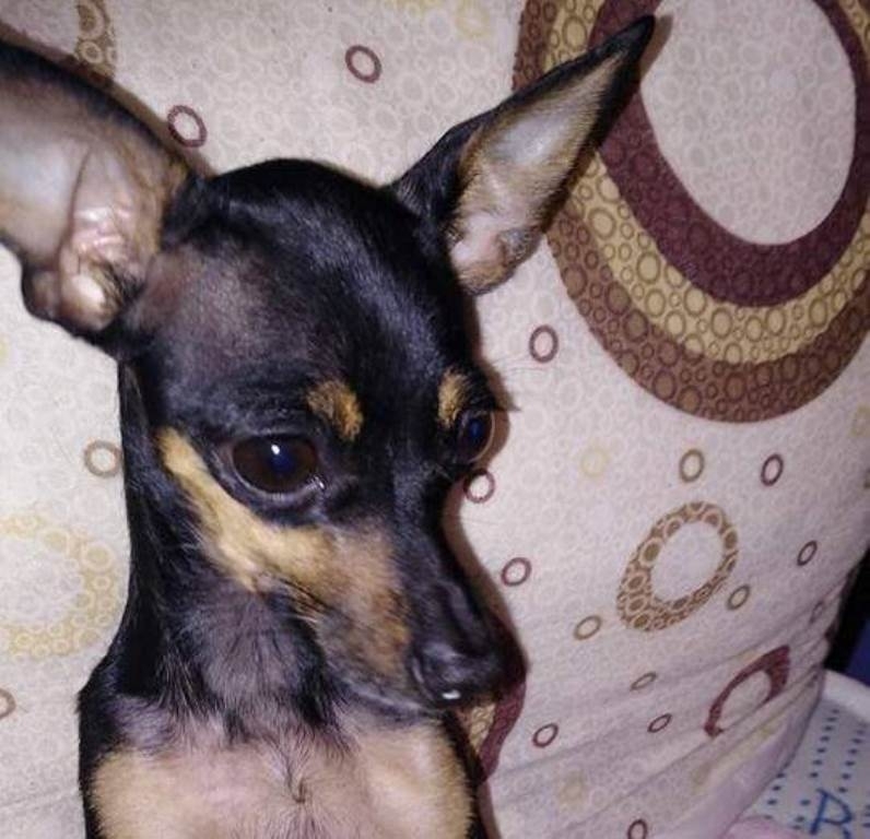 Семейство от врачанското село Девене търси изгубеното си куче Хората