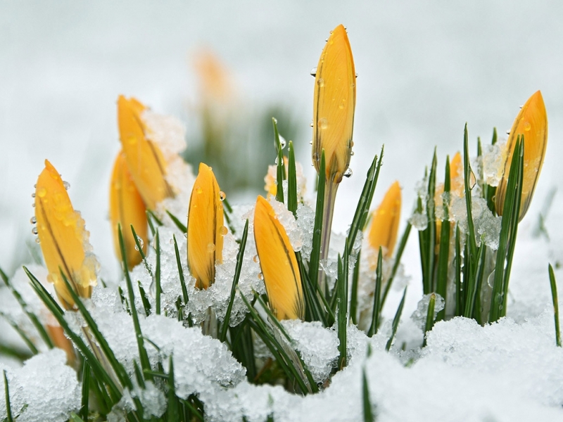 Днес ден преди настъпването на астрономическата пролет на много места