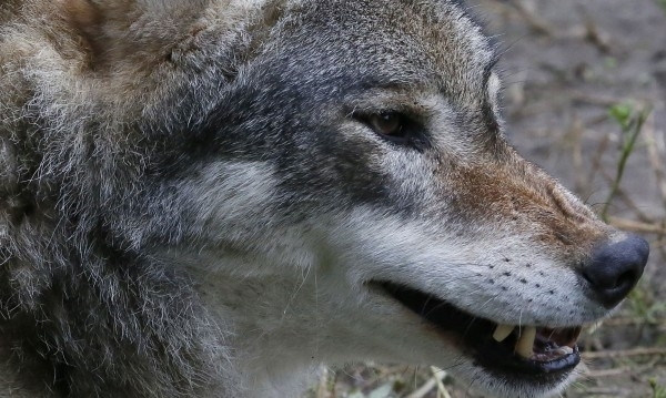 Млади мъже оцеляха по чудо след като близо денонощие бедстваха