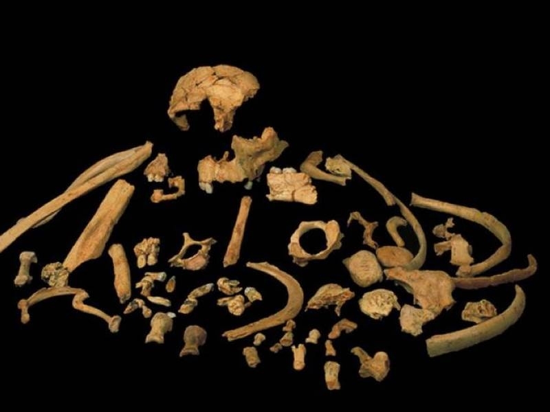 Вкаменели костни останки на най древния Хомо еректус изправен мъж чиято