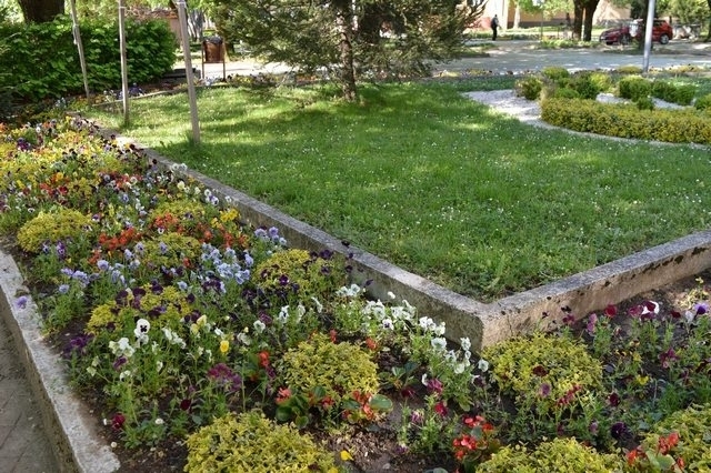 Над 7 000 броя цветя се засаждат в община Вършец
