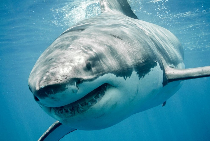 Триметрова акула атакува и уби 60 годишен сърфист в Австралия предаде