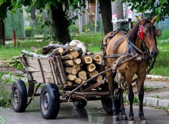 Заловиха бракониери на дърва в село Попица съобщиха от полицията