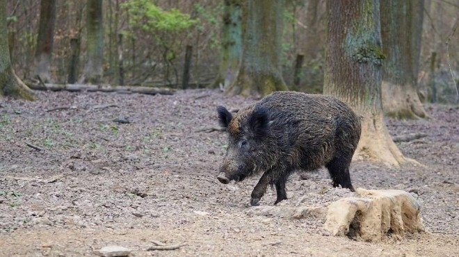 Интензивен отстрел на диви прасета ще се извършва в 20-километровите