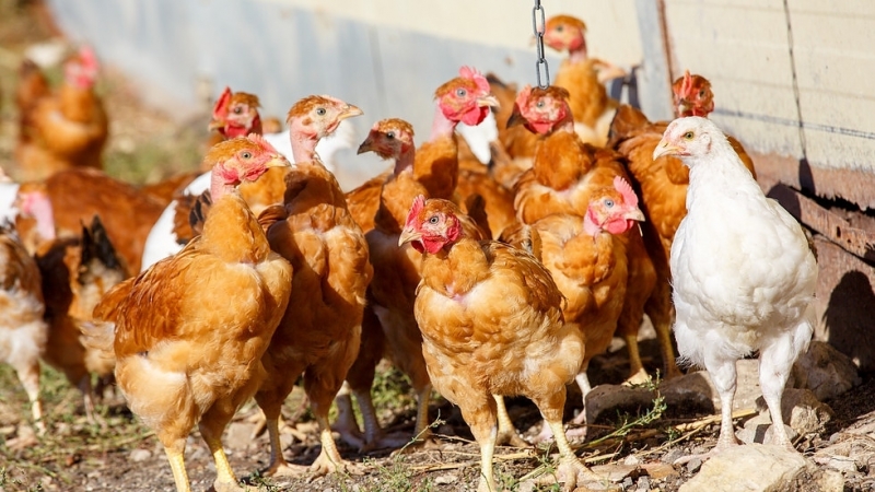 Всички 30 000 кокошки носачки са изгорели живи при вчерашния