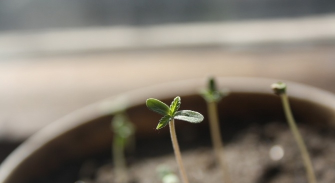 Правителството на Холандия разреши експериментално на десет общини да отглеждат