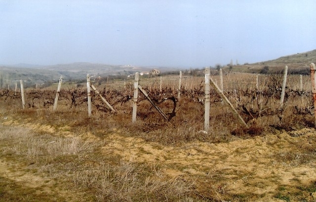 Млад мъж задигна циментови колове от лозе край врачанското село