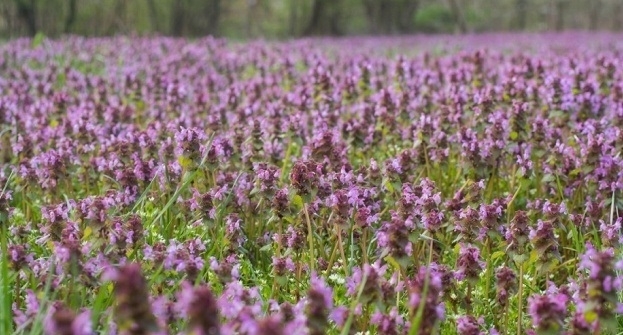 Най ниските температури през април у нас ще са между минус