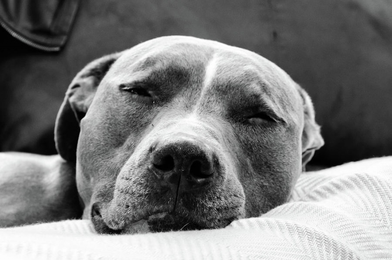 Полицията в Лом е започнала разследване на умишлено умъртвяване на