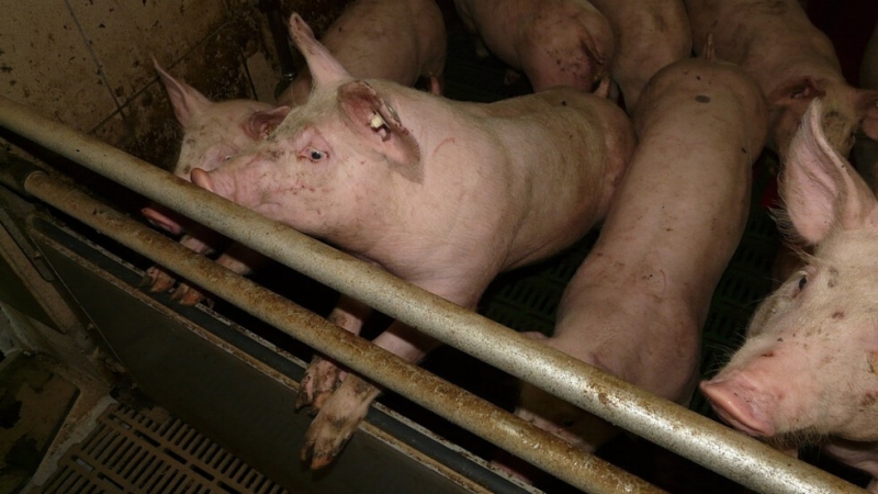 Собственици на домашни прасета от тунджанското село Безмер трета седмица