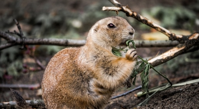 96 лалугера открити на дъното на строящия се по проект