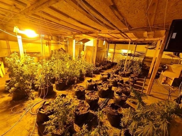 Служители на ГДБОП разбиха високотехнологична оранжерия за канабис на територията