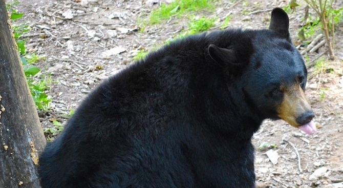 Патрулна полицейска кола бе смачкана от паднала върху нея мечка