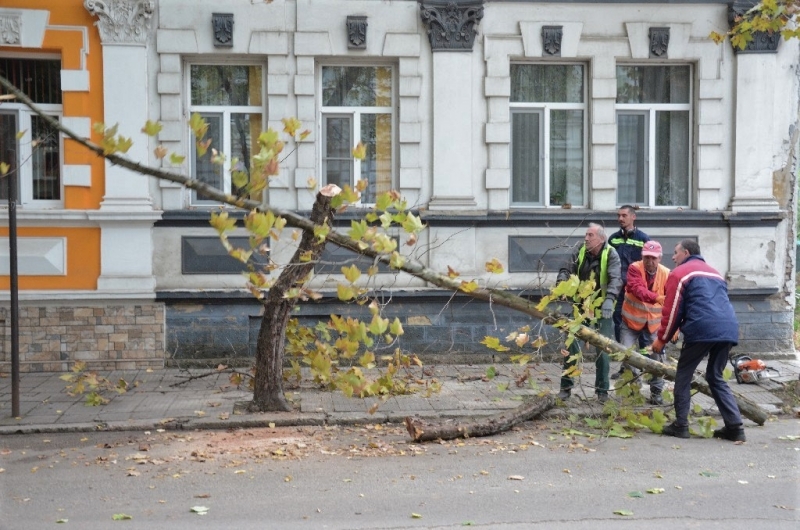 През изминалите два дни бяха изрязани опасните клони на дърветата