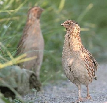 Група ловци от Италия отстреляха за 6 дни близо 400
