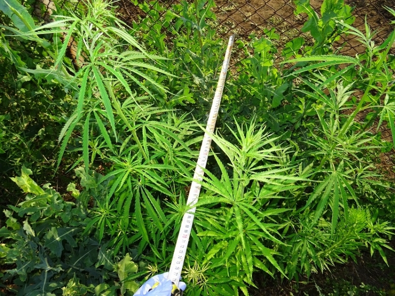 23 свежи канабисови растения суха листна маса и семена от