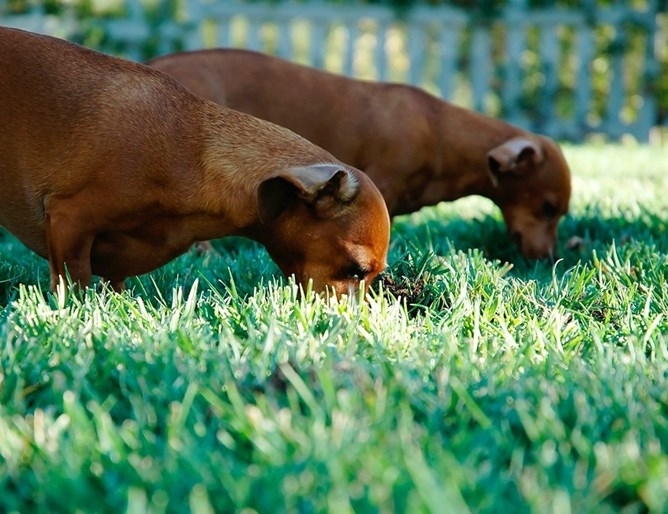 Общо 601 дакела се стекоха на плажа Перанпорт в Корнуол