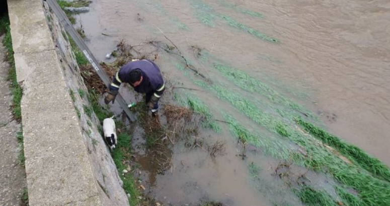 Пожарникари от Монтана спасиха малко кученце съобщиха от полицията Случката