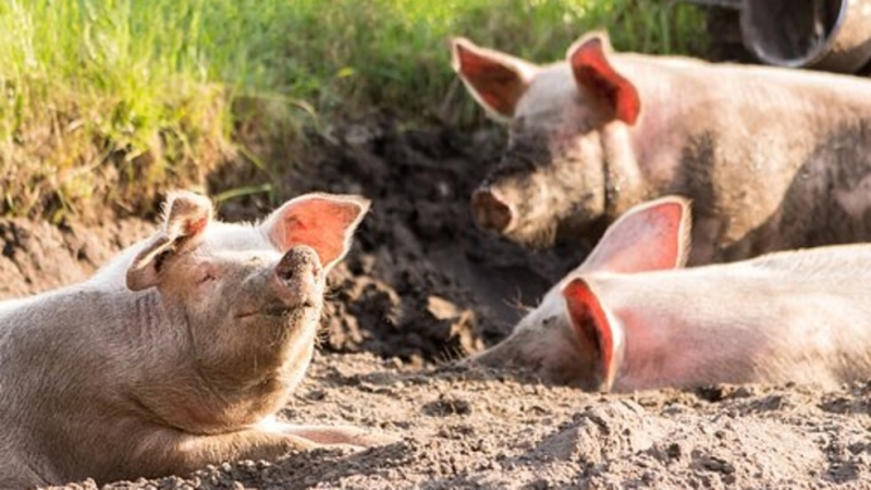 Армията и жандармерията се включват в борбата с африканската чума