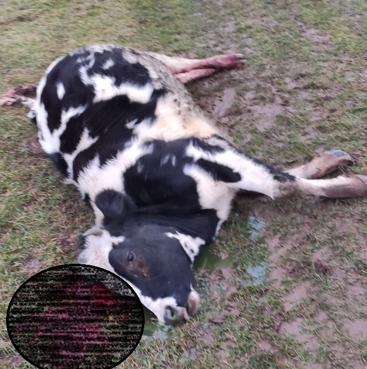 Пожарникар от Враца е застрелял кравата край село Нефела научи