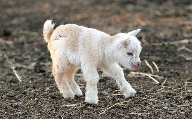 Апаш задигна козите на млад мъж в Монтанско съобщиха от