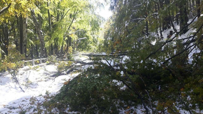 Пътната отсечка от село Гинци до билото на Петрохан е