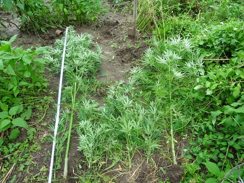 Мъж от Видинско завъди канабис в двора на баба си