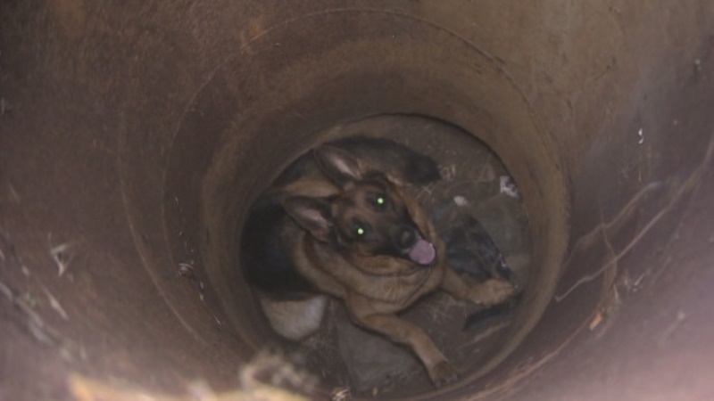 Спасиха паднало в кладенец куче във Видинско съобщиха от полицията Около