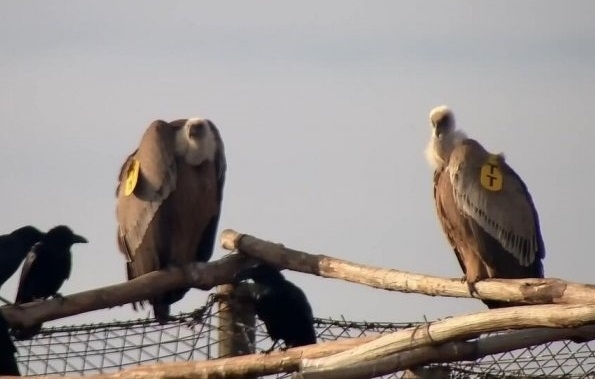 Два белоглави лешояда разхождащи се спокойно в центъра на Сливен