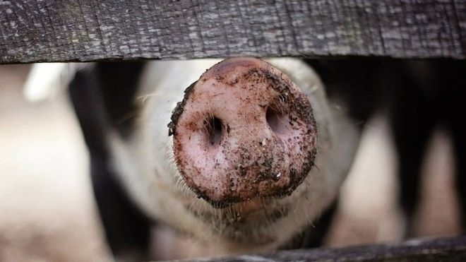 Огнище на африканска чума по свинете е установено в румънския