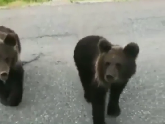 На второкласен път в Пуровския район на Ямал бе заснета