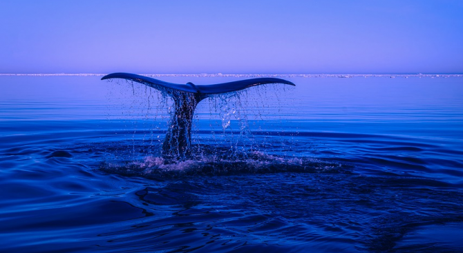 По подобие на гмурците, клюномуцунестите китове могат да страдат от